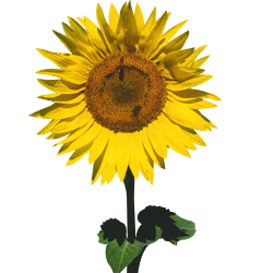 sunflower_01.jpg